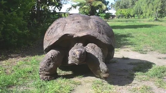 tortue geante les seychelles