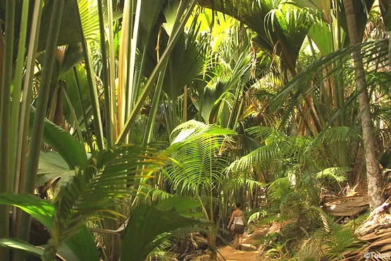 vallee de mai