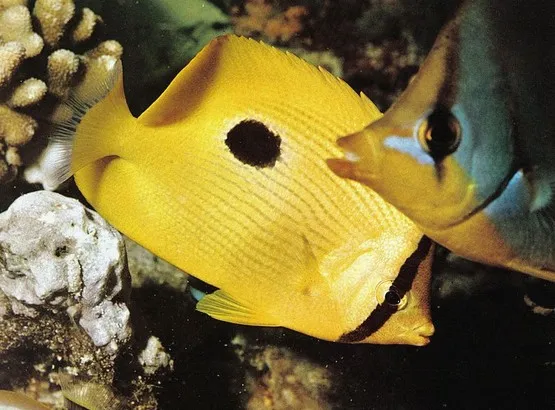 poissons seychelles