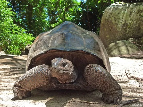 tortue geante seychelles