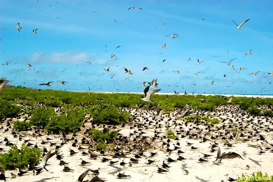 Bird Island