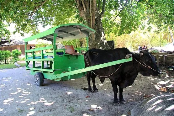 charette à boeufs la digue