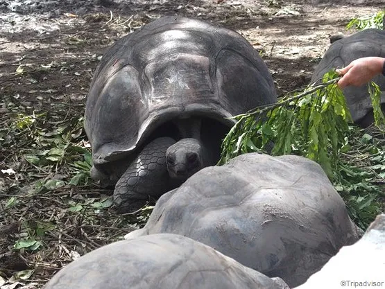 tortues union estate la digue