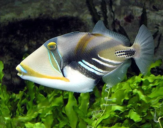 poisson picasso