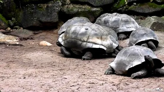 victoria seychelles