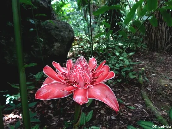 jardin botanique Victoria