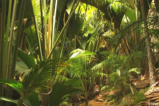 Vallée de Mai Seychelles