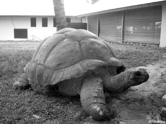 Tortue Géante Seychelles