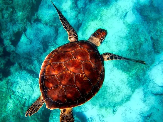 Tortue seychelles