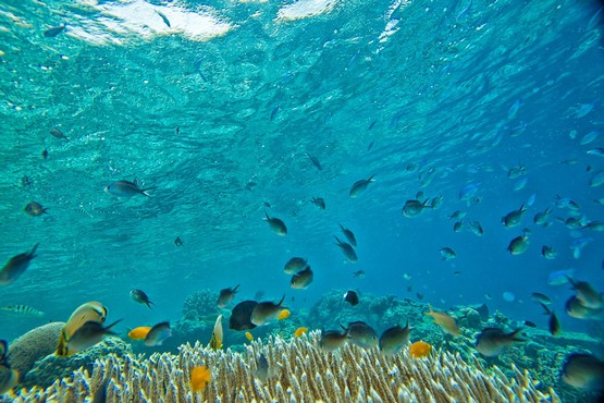 réserve cousteau guadeloupe