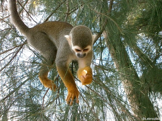 5 Visites Incontournables A Kourou En Guyane