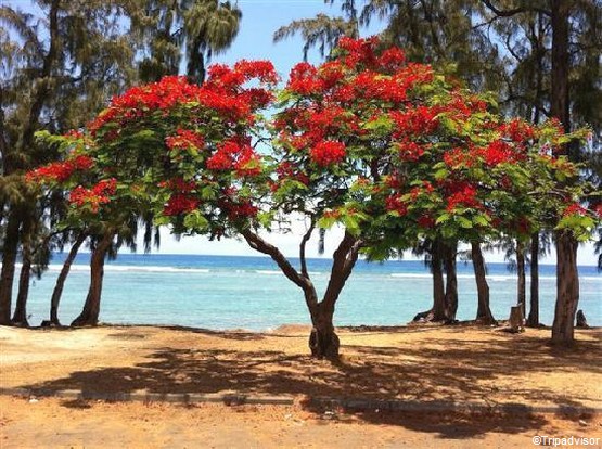 Passez Un Noel Sous Les Tropiques Sur L Ile De La Reunion