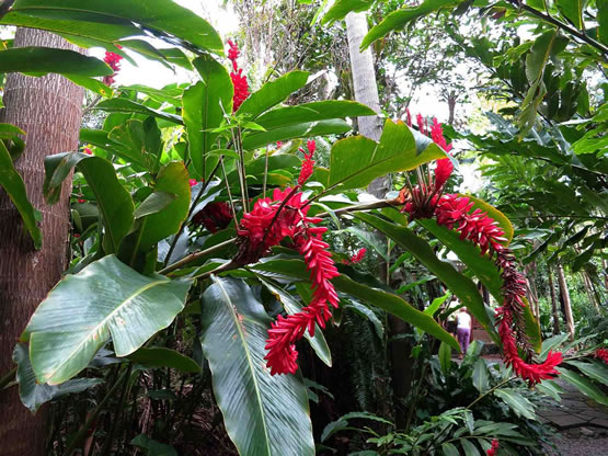 Le Jardin Des Parfums Et Des Epices A La Reunion