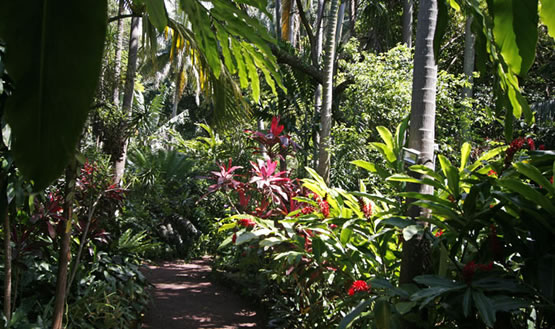 jardin des epices reunion