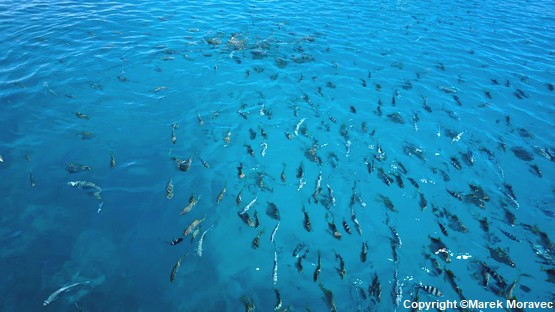 snorkeling-seychelles