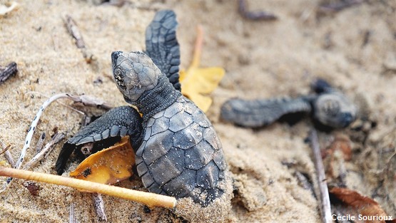 tortues-guyane