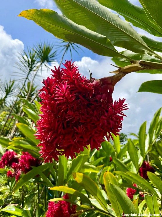fleur-jardin-martinique