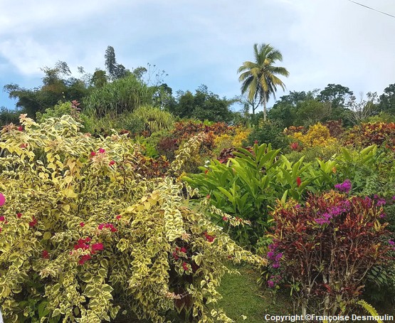 jardin-montagne-martinique