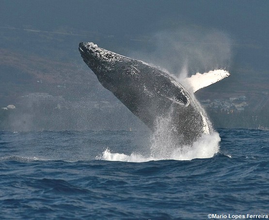 baleine-saint-gilles
