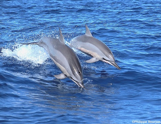 dauphins-la-reunion