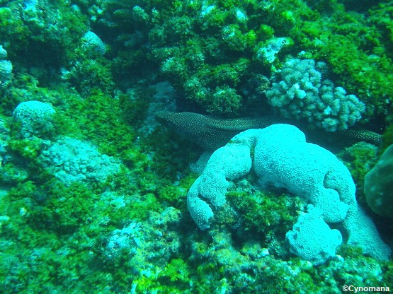 snorkeling-la-reunion