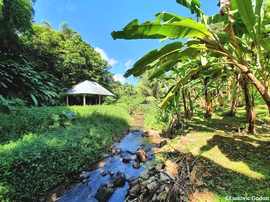parc-bananeraie