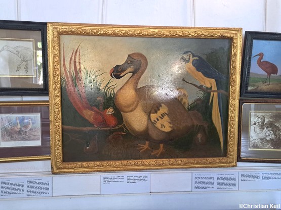 tableau-dodo-maurice