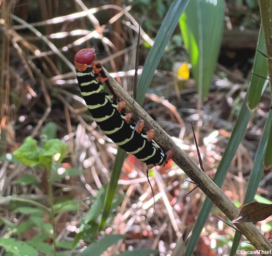 insecte-amana