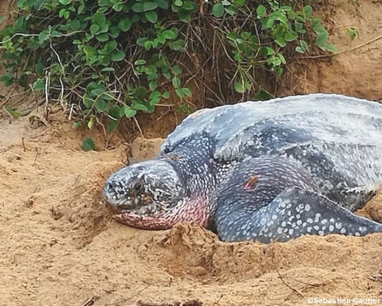 ponte-tortues-guyane