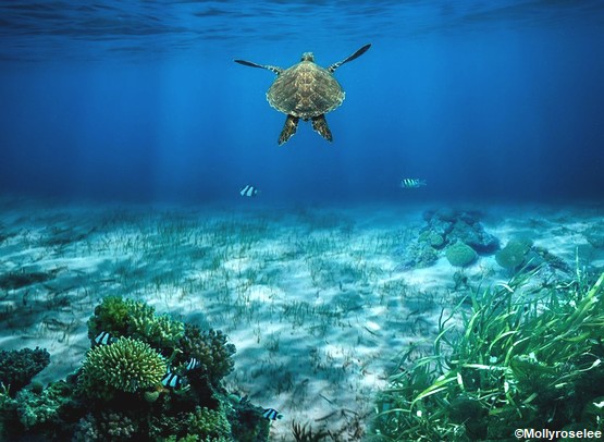 tortue-marine