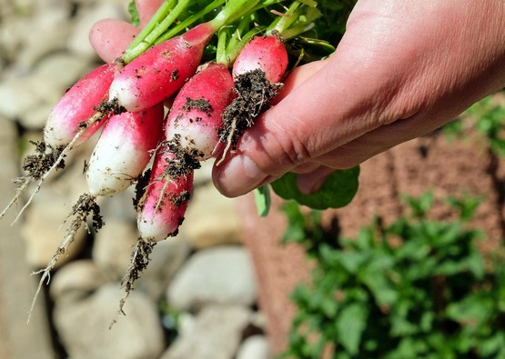 potager-corse