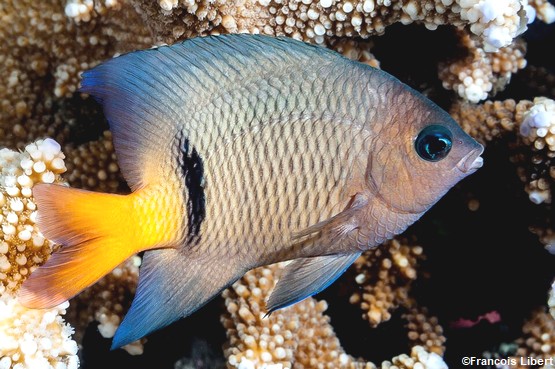lagon-saint-leu-snorkeling