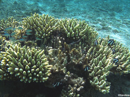 lagon-salines
