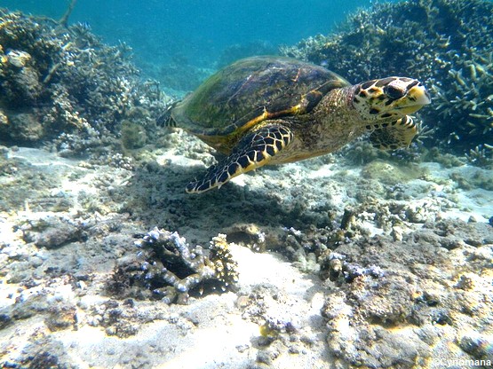 tortue-reunion