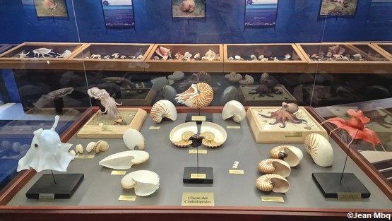 coquillages-musee-martinique